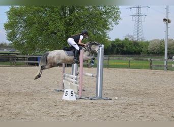 Connemara Mix, Mare, 8 years, 13.2 hh, Gray