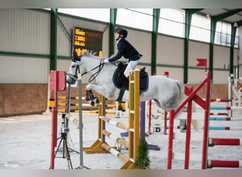 Connemara, Mare, 8 years, 13,2 hh, Gray