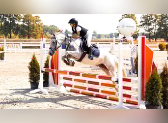 Connemara, Mare, 8 years, 13,2 hh, Gray