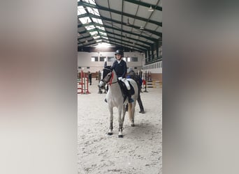 Connemara, Mare, 8 years, 13,2 hh, Gray