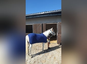Connemara, Mare, 8 years, 13,2 hh, Gray