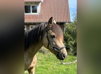 Connemara, Mare, 8 years, 14,1 hh, Dun