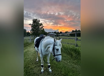 Connemara, Mare, 8 years, 14,1 hh, Gray