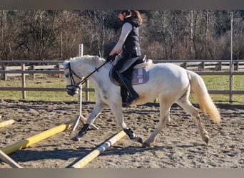 Connemara, Mare, 8 years, 14,1 hh, Gray