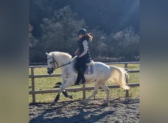 Connemara, Mare, 8 years, 14,1 hh, Gray