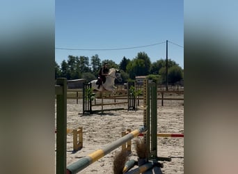Connemara, Mare, 8 years, 14.1 hh, White Connemara, Mare, 8 years, 14.1 hh, White