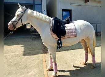 Connemara, Mare, 8 years, 14.2 hh, Cremello