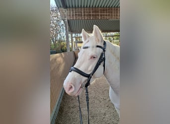 Connemara, Mare, 8 years, 14.2 hh, Cremello