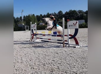 Connemara, Mare, 8 years, 14.2 hh, Cremello