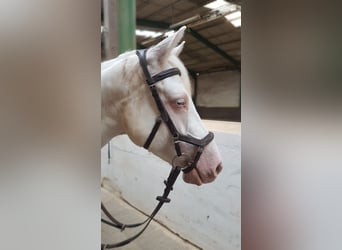 Connemara, Mare, 8 years, 14.2 hh, Cremello