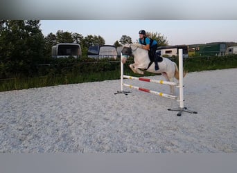 Connemara, Stute, 8 Jahre, 14,2 hh