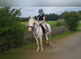 Connemara, Stute, 8 Jahre, 14,2 hh