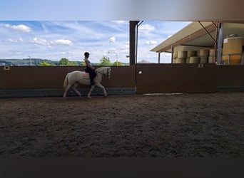 Connemara, Stute, 8 Jahre, 14,2 hh