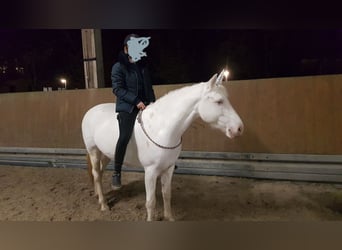 Connemara, Stute, 8 Jahre, 14,2 hh