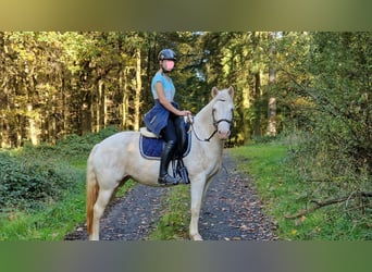 Connemara, Stute, 8 Jahre, 14,2 hh