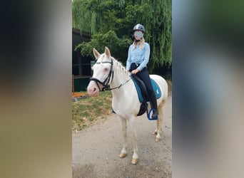 Connemara, Stute, 8 Jahre, 14,2 hh