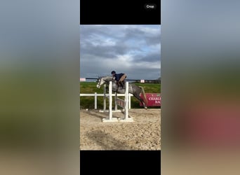 Connemara Mix, Mare, 8 years, 14,2 hh, Gray