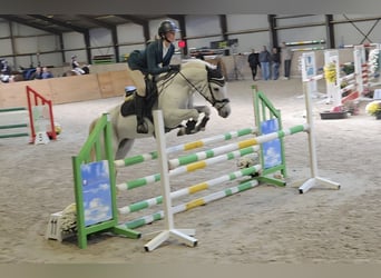 Connemara, Mare, 8 years, 14.2 hh, Grey