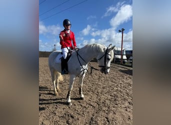 Connemara, Mare, 8 years, 14.2 hh, Grey