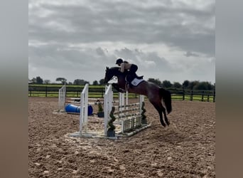 Connemara, Mare, 8 years, 14.2 hh, Roan-Red