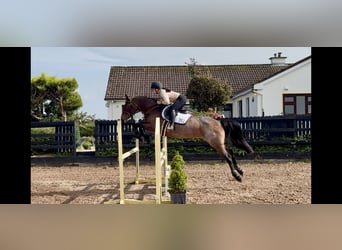 Connemara, Mare, 8 years, 14.2 hh, Roan-Red