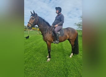 Connemara, Mare, 8 years, 14 hh, Grey