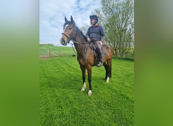 Connemara, Mare, 8 years, 14 hh, Grey