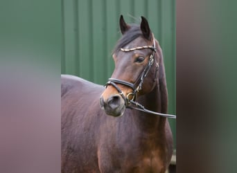 Connemara Mix, Mare, 8 years, 14,2 hh, Brown