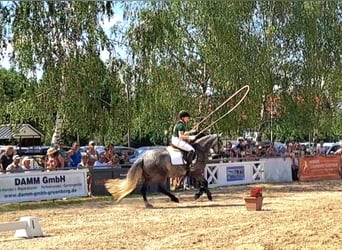 Connemara, Mare, 8 years, 14,2 hh, Grey-Dapple