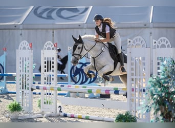 Connemara, Mare, 8 years, 14,2 hh, Grey