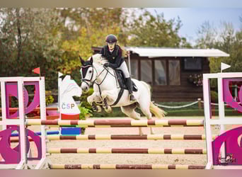 Connemara, Mare, 8 years, 14,2 hh, Grey