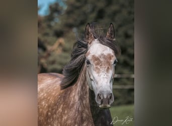 Connemara, Mare, 8 years, 14,3 hh, Grey-Red-Tan
