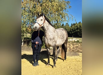 Connemara, Mare, 8 years, 15.1 hh, Grey