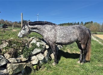 Connemara, Mare, 8 years, 15.1 hh, Grey