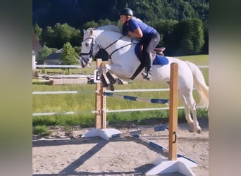 Connemara, Mare, 8 years, 15,2 hh, Gray