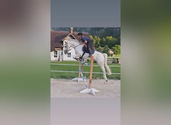 Connemara, Mare, 8 years, 15,2 hh, Gray