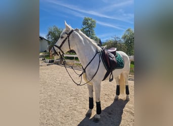 Connemara, Mare, 8 years, 15,2 hh, Gray