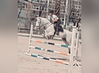 Connemara, Mare, 8 years, 15,2 hh, Gray