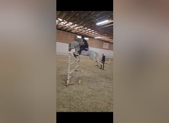 Connemara, Mare, 8 years, 15,2 hh, Gray