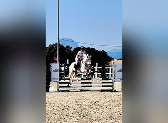 Connemara, Mare, 8 years, 15,2 hh, Gray