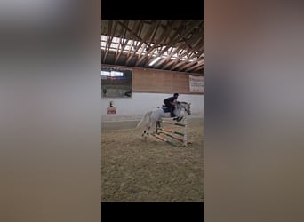 Connemara, Mare, 8 years, 15,2 hh, Gray