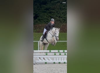 Connemara, Mare, 8 years, 15,2 hh, Gray