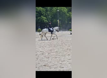 Connemara, Mare, 8 years, 15,2 hh, Gray