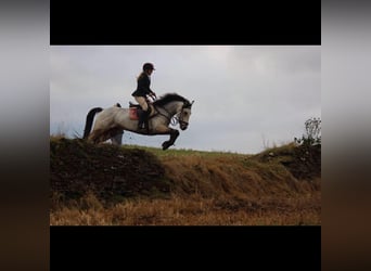 Connemara Mix, Mare, 8 years, 15 hh, Dun