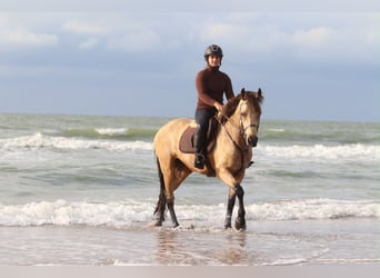 Connemara, Mare, 8 years, 15 hh, Dun