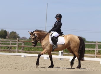 Connemara, Mare, 8 years, 15 hh, Dun