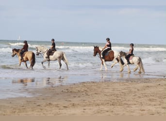 Connemara, Mare, 8 years, 15 hh, Dun