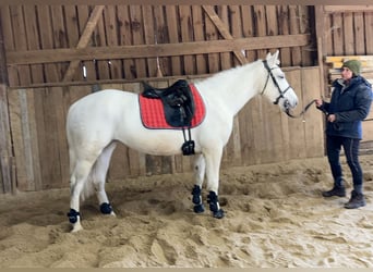 Connemara, Mare, 8 years, Grey-Dapple