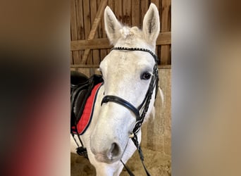 Connemara, Mare, 8 years, Grey-Dapple