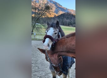 Connemara, Mare, 9 years, 13,1 hh, Buckskin